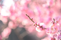 偕楽園 梅のつぼみ