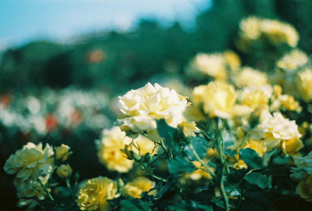 薔薇の季節