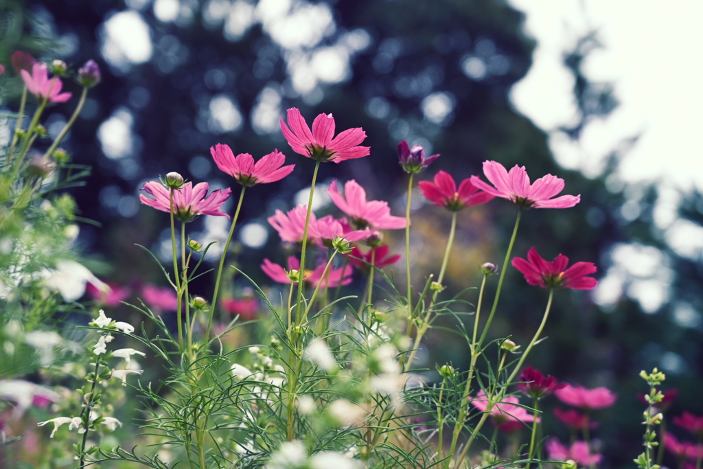秋桜２