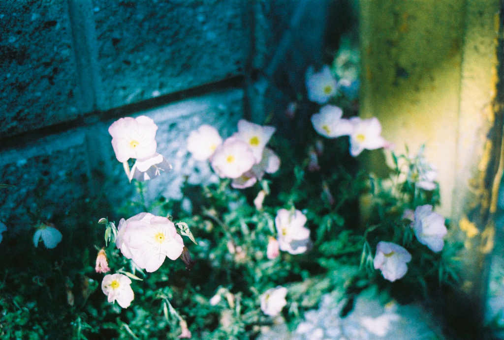 道端の花