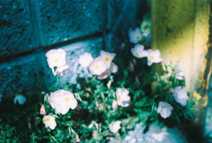道端の花