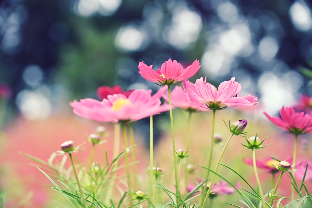 秋桜