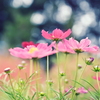 秋桜