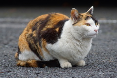 三毛ノラ
