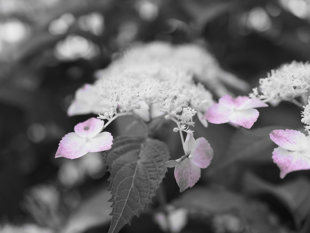 滲み紫陽花
