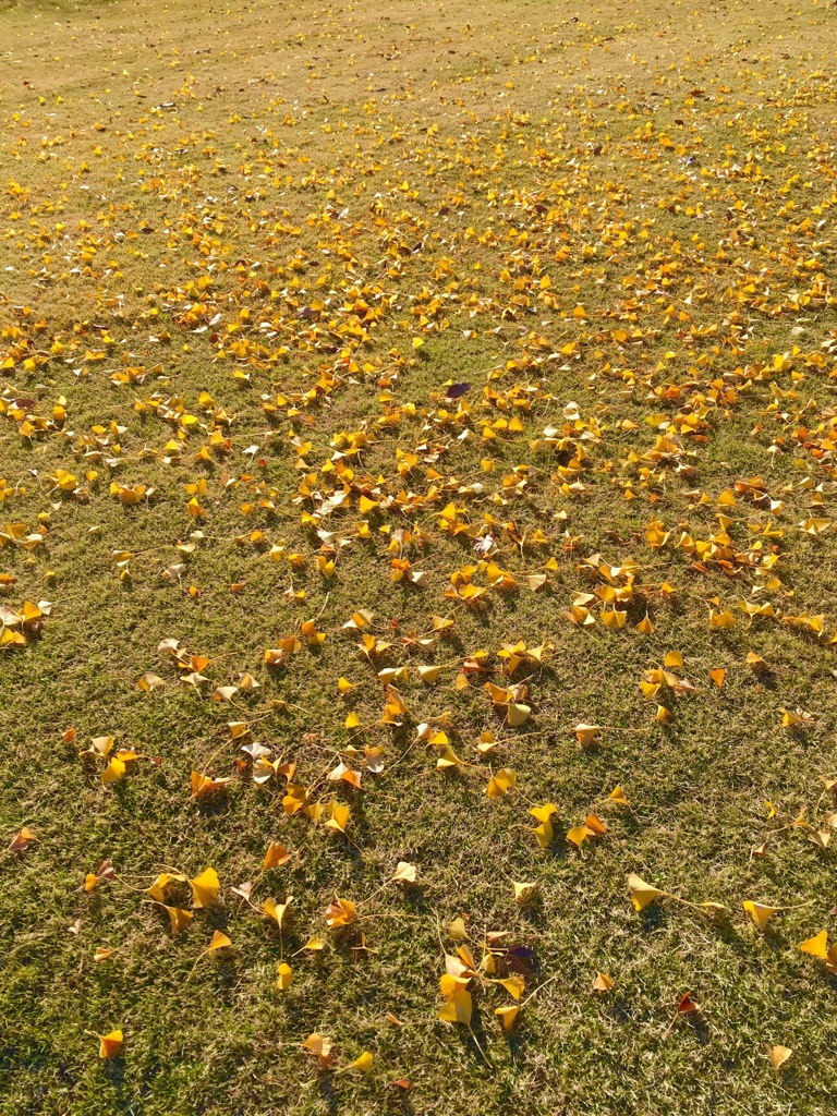 高級イチョウ絨毯