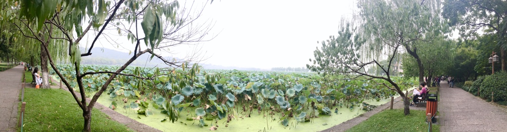 ハスがびっっしり