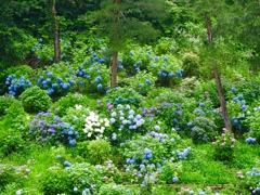 遠目で紫陽花鑑賞