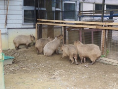 capybara