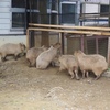 capybara