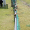 縦列とんぼ