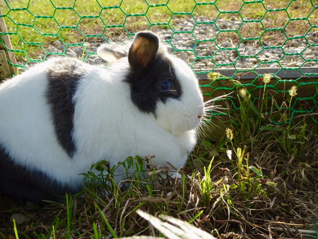 聞き耳ウサギ