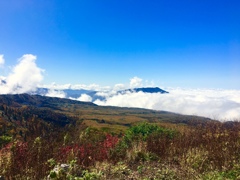 うっすらガキの田の水キラリ