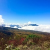 うっすらガキの田の水キラリ