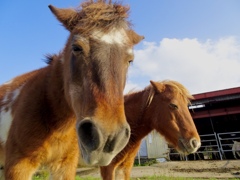 80歳の馬と50歳の馬