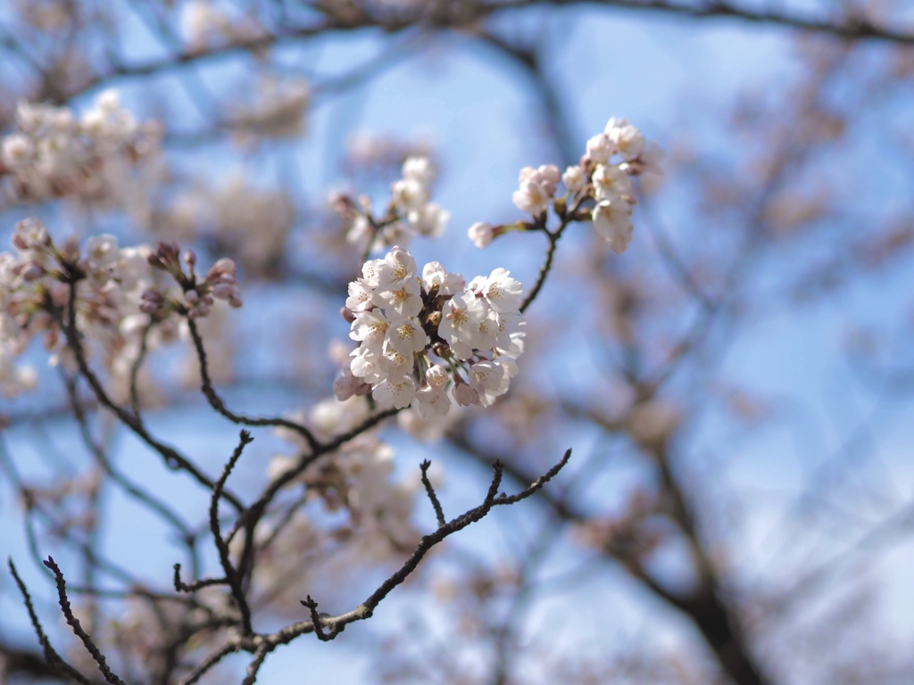 今年は本当に見るだけ