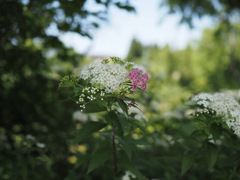 紅白シモツケ