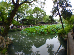 拙政園のハス池