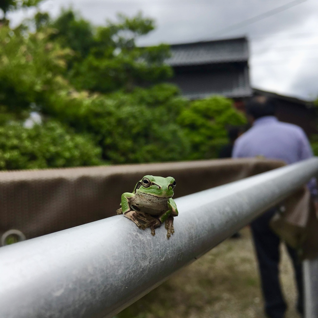 微笑むカエル