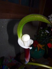 ユキモチソウ今年も開花