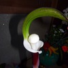 ユキモチソウ今年も開花