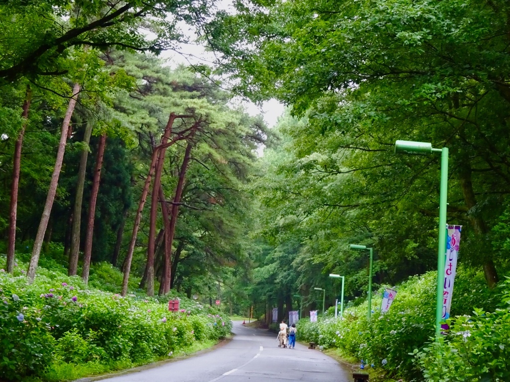 木のトンネル