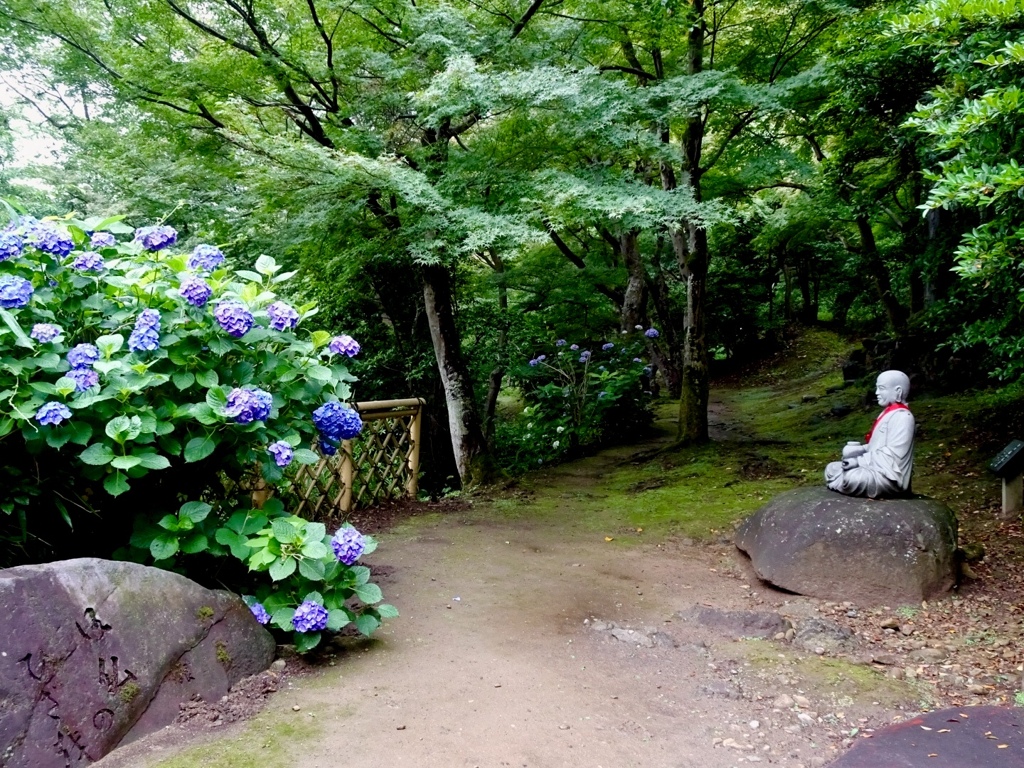 紫陽花鑑賞中、じゃなくて修行中です