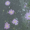 ただのコスモス