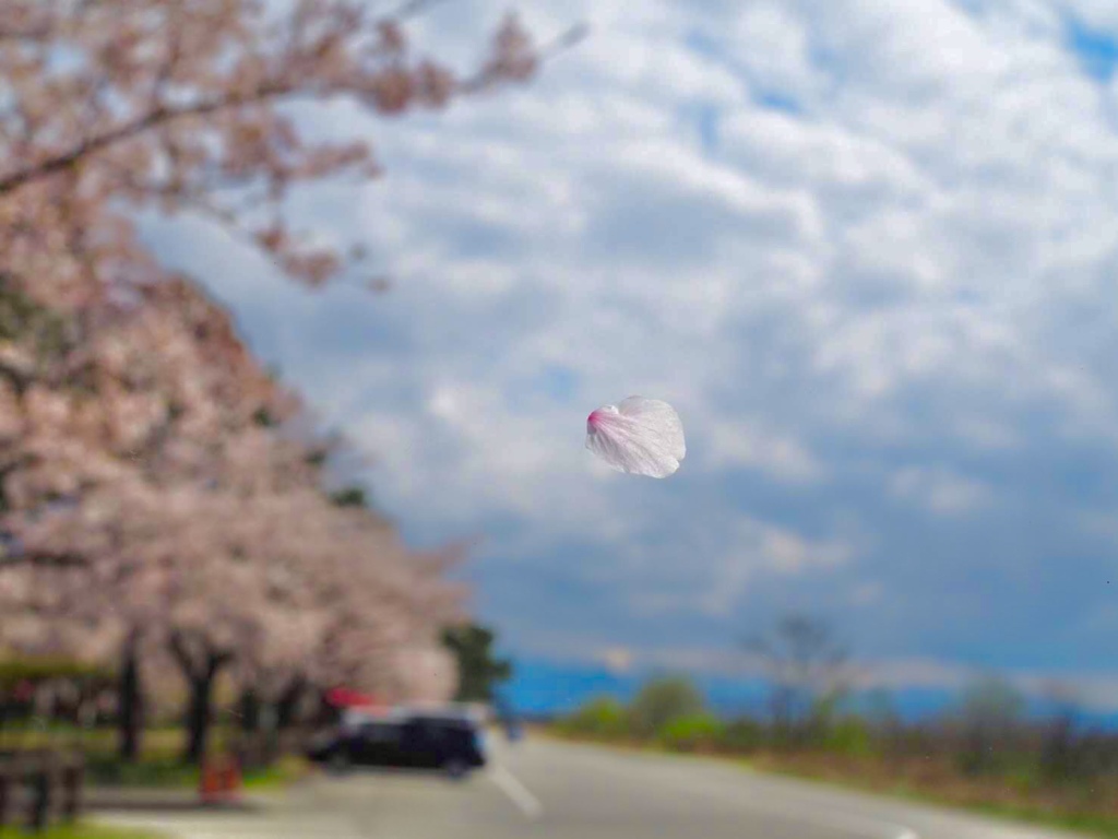今年は車の中から、、、