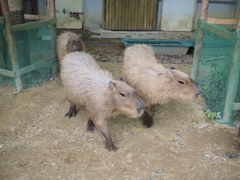 capybara