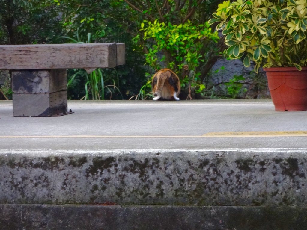 いいおケツの三毛猫