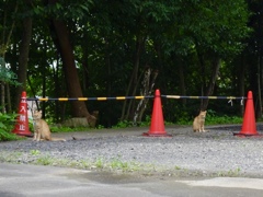 立ち入り禁止の番猫