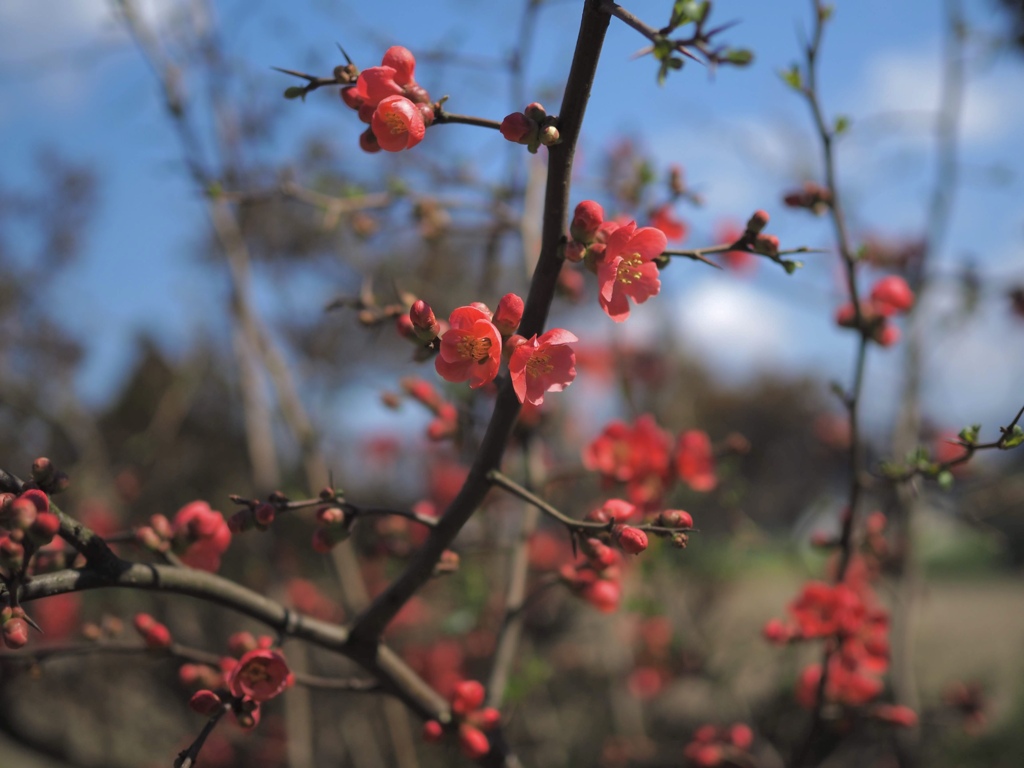まる花びら