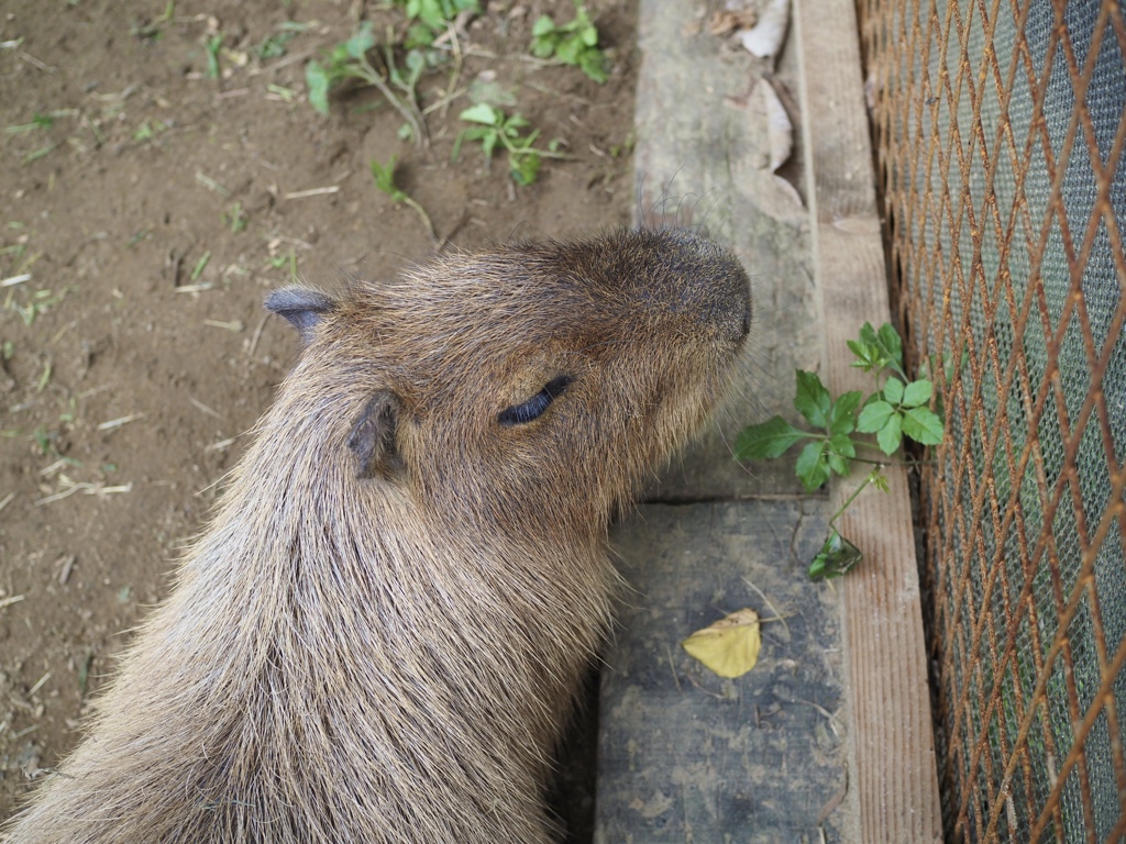 capybara