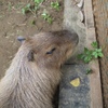 capybara