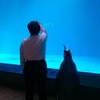 ペンギン親子