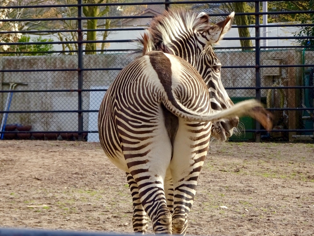 シマウマの立派なお尻 By り ゆりちん Id 写真共有サイト Photohito