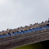 ばあちゃんちの屋根に集まる雀