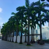 南国の並木