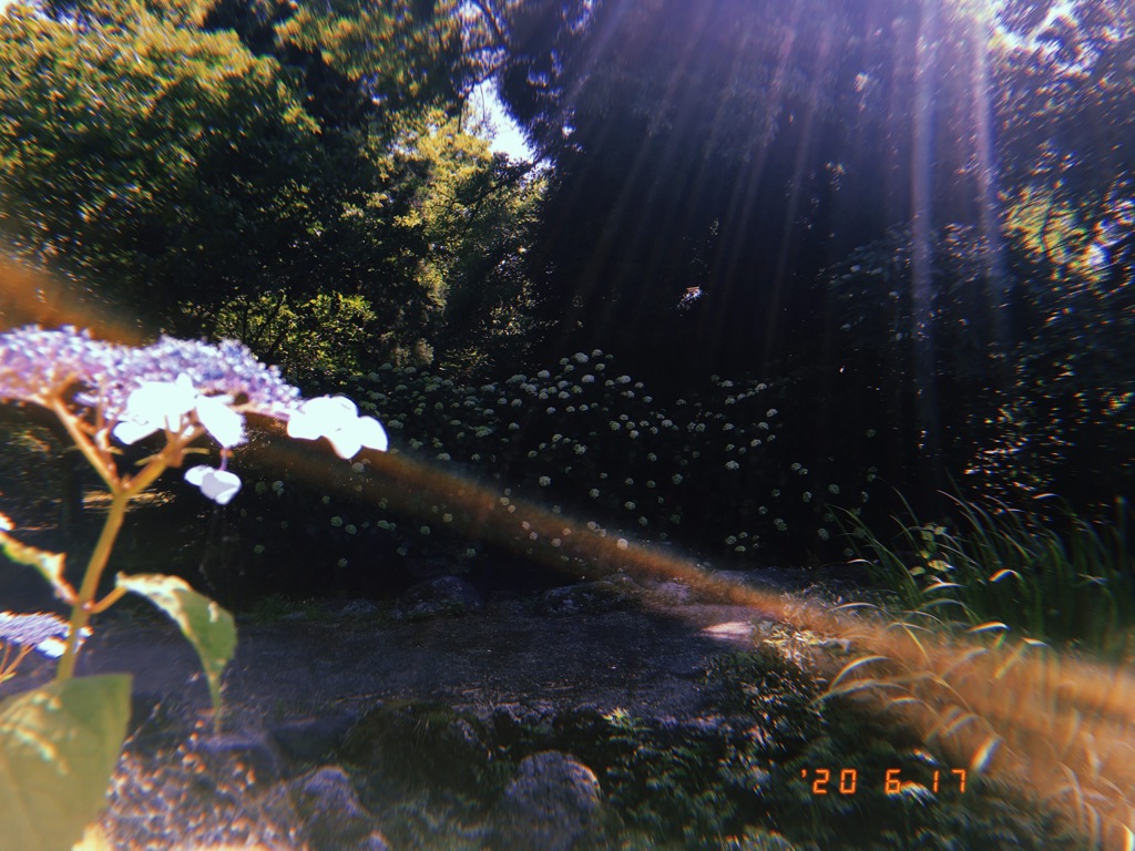 晴れの日の公園
