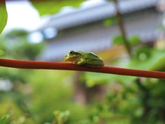 この茎の居心地最強説