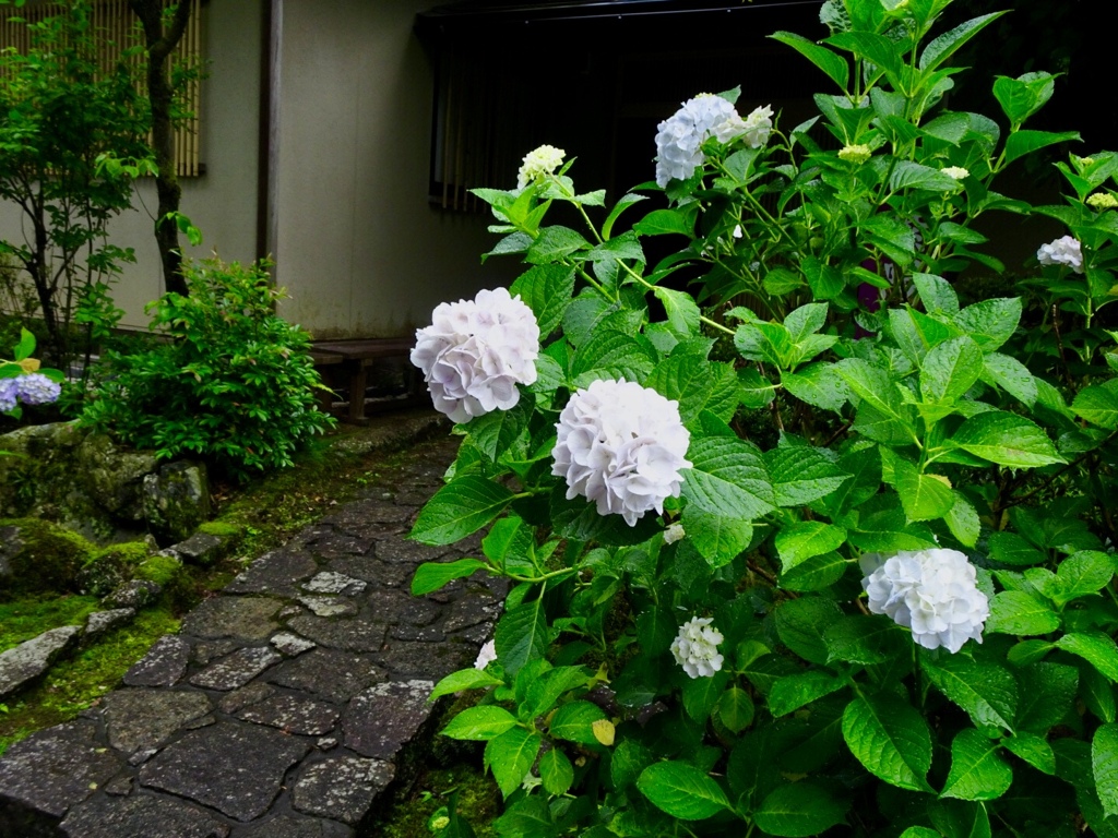 白紫陽花は高貴