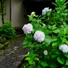 白紫陽花は高貴