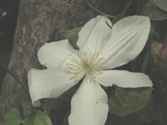 雌蕊雄蕊隆隆