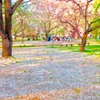桜絨毯