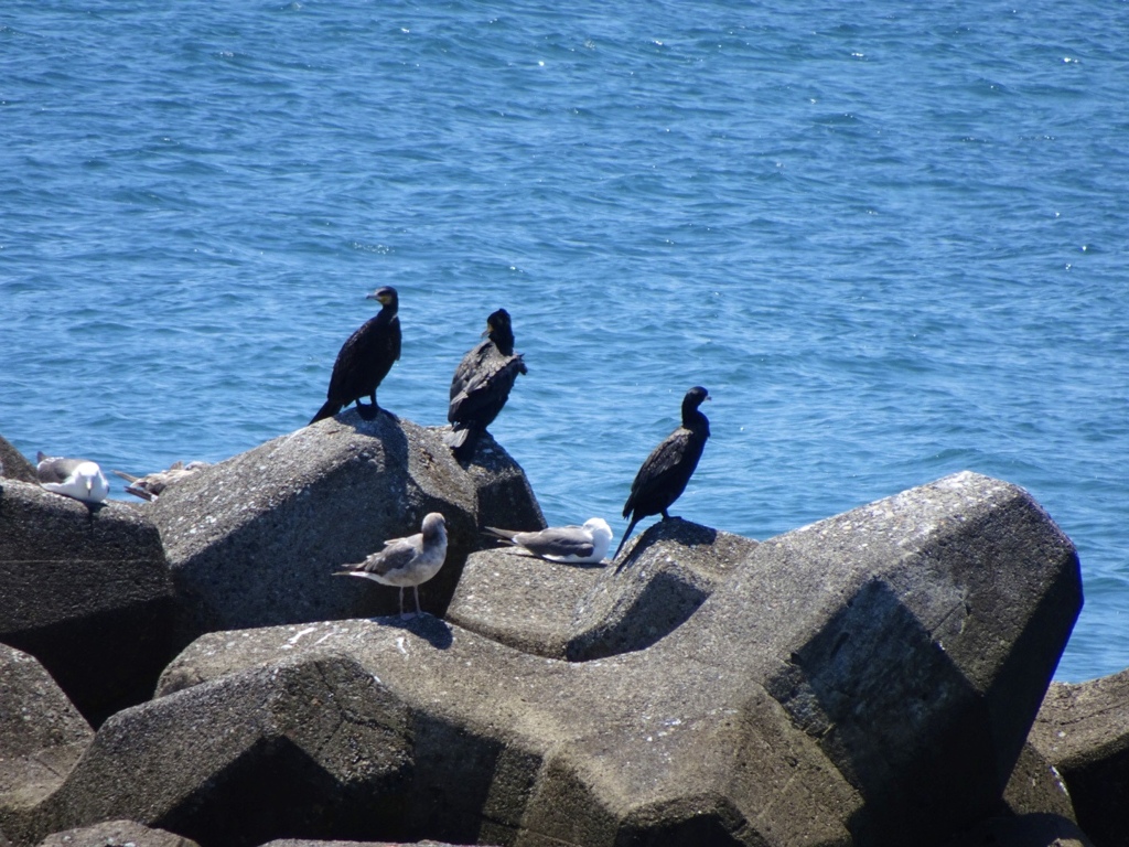 これはカラスではなく…?