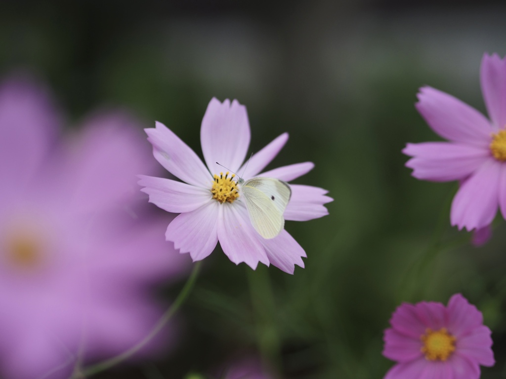 蜜です