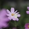 蜜です