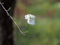 真っ白い桜