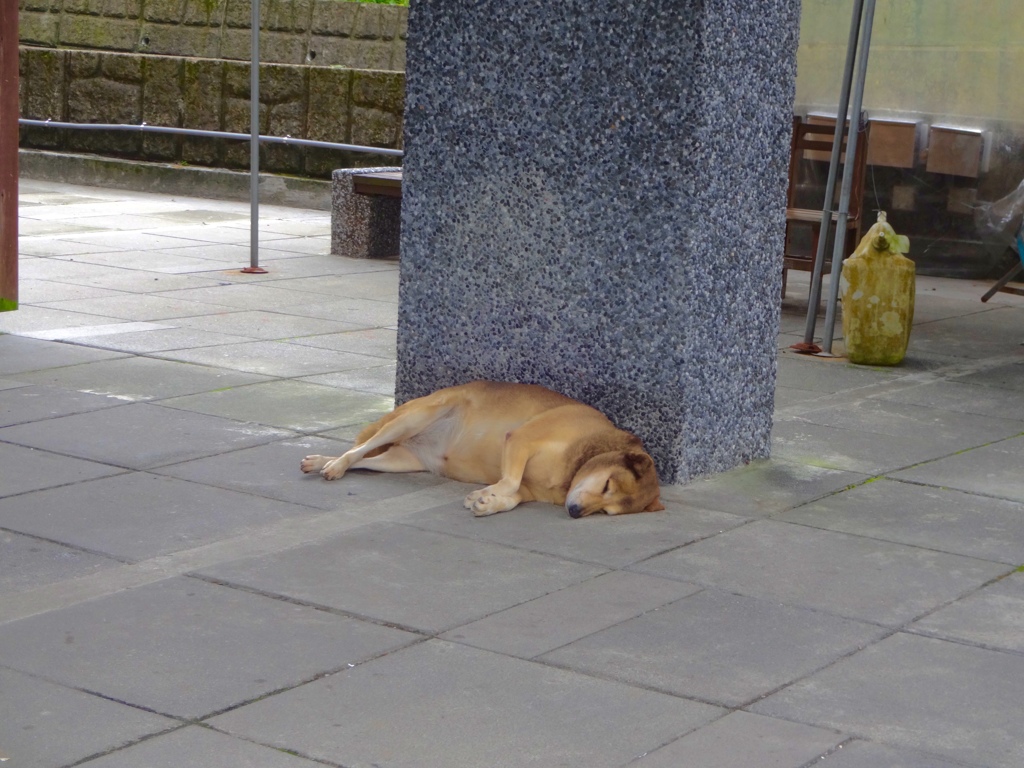 メタボ犬 By り ゆりちん Id 写真共有サイト Photohito